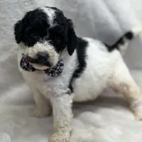 Mystic  429, a female Bernedoodle and Miniature Bernedoodle for sale in Lakeland, FL – Photo 3 of 10