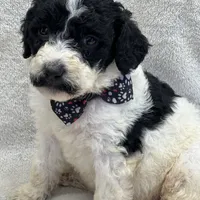Mystic  429, a female Bernedoodle and Miniature Bernedoodle for sale in Lakeland, FL – Photo 9 of 10