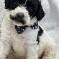 Mystic  429, a female Bernedoodle and Miniature Bernedoodle for sale in Lakeland, FL – Photo 8 of 10