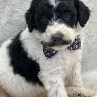 Mystic  429, a female Bernedoodle and Miniature Bernedoodle for sale in Lakeland, FL – Photo 5 of 10