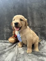 Bruno -195, a male Golden Retriever for sale in Lakeland, FL – 2 of 10