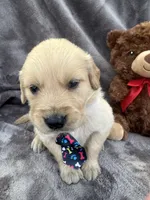 Brody 571, a male Golden Retriever for sale in Lakeland, FL – 6 of 10