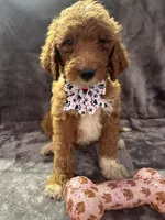Dolly 397  F1b, a female Goldendoodle and Poodle - Miniature  for sale in Lakeland, FL – 2 of 10