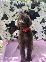 Sophie  - 337, a female Labradoodle and Poodle - Standard  for sale in Lakeland, FL – 10 of 10