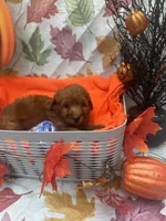 Nelson 374, a male Poodle - Miniature  and Miniature Goldendoodle for sale in Lakeland, FL – 8 of 10