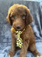 Dexter 396 F1b, a male Goldendoodle and Poodle - Miniature  for sale in Lakeland, FL – 5 of 10