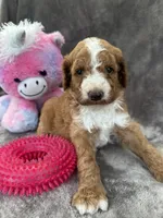Blossom 371, a female Aussiedoodle and Poodle - Miniature  for sale in Lakeland, FL – 9 of 10