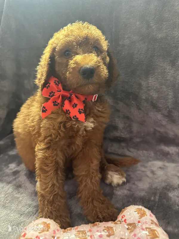 Daisy 394. F1b – Goldendoodle, Poodle - Miniature  puppy for sale in Lakeland, FL