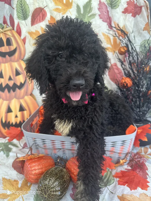 Mandy 383 – Bernedoodle, Miniature Bernedoodle puppy for sale in Lakeland, FL