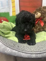 Maxwell 385, a male Bernedoodle and Miniature Bernedoodle for sale in Lakeland, FL – 6 of 10