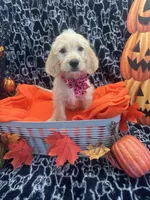 Girl, a female Labradoodle and Golden Retriever for sale in Lakeland, FL – 1 of 8