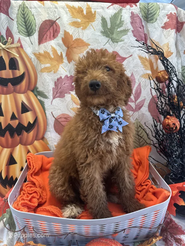 Dakota 392 f1b – Goldendoodle, Poodle - Miniature  puppy for sale in Lakeland, FL