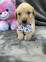 Belle 578, a female Golden Retriever for sale in Lakeland, FL – 4 of 10