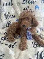 Ralph - 122, a male Labradoodle and Poodle - Standard  for sale in Lakeland, FL – 5 of 10