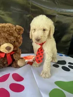 Seth - 332, a male Labradoodle and Poodle - Standard  for sale in Lakeland, FL – 5 of 10