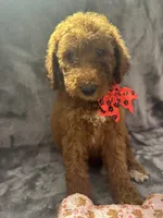 Daisy 394, a female Goldendoodle and Poodle - Miniature  for sale in Lakeland, FL – 2 of 10