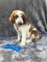 Dash 385 F1b, a male Goldendoodle and Poodle - Miniature  for sale in Lakeland, FL – 5 of 10