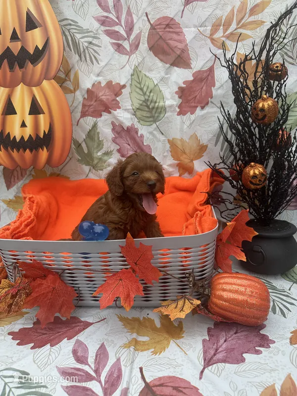  Norman 377 – Poodle - Miniature , Miniature Goldendoodle puppy for sale in Lakeland, FL