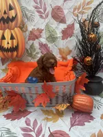 Norman 377, a male Poodle - Miniature  and Miniature Goldendoodle for sale in Lakeland, FL – 1 of 10