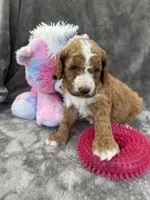 Blossom 371, a female Aussiedoodle and Poodle - Miniature  for sale in Lakeland, FL – 7 of 10