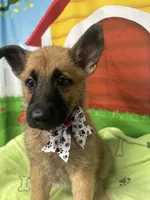 Kashi 380, a female Belgian Malinois and German Shepherd Dog for sale in Lakeland, FL – 5 of 10