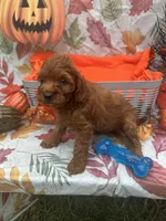 Norman 377, a male Poodle - Miniature  and Miniature Goldendoodle for sale in Lakeland, FL – 6 of 10