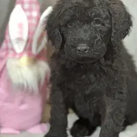 Whisper , a female Labradoodle and Poodle - Standard  for sale in Lakeland, FL – Photo 4 of 10