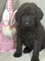 Whisper , a female Labradoodle for sale in Lakeland, FL – Photo 4 of 10