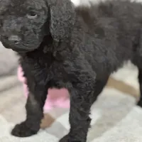 Whisper , a female Labradoodle and Poodle - Standard  for sale in Lakeland, FL – Photo 3 of 10