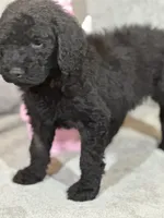 Whisper , a female Labradoodle for sale in Lakeland, FL – Photo 3 of 10