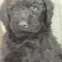 Whisper , a female Labradoodle and Poodle - Standard  for sale in Lakeland, FL – Photo 9 of 10