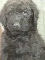 Whisper , a female Labradoodle for sale in Lakeland, FL – Photo 9 of 10