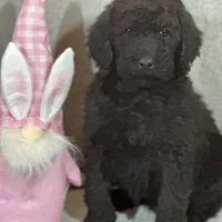 Whisper , a female Labradoodle and Poodle - Standard  for sale in Lakeland, FL – Photo 7 of 10