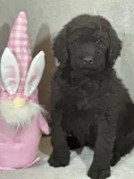 Whisper , a female Labradoodle for sale in Lakeland, FL – Photo 7 of 10