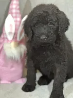 Whisper , a female Labradoodle for sale in Lakeland, FL – Photo 6 of 10