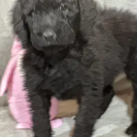 Whisper , a female Labradoodle and Poodle - Standard  for sale in Lakeland, FL – Photo 8 of 10