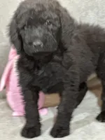 Whisper , a female Labradoodle for sale in Lakeland, FL – Photo 8 of 10