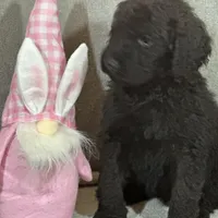 Whisper , a female Labradoodle and Poodle - Standard  for sale in Lakeland, FL – Photo 10 of 10