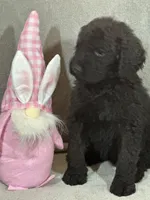 Whisper , a female Labradoodle for sale in Lakeland, FL – Photo 10 of 10