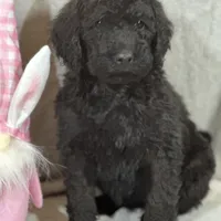 Whisper , a female Labradoodle and Poodle - Standard  for sale in Lakeland, FL – Photo 1 of 10