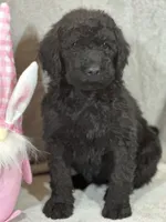 Whisper , a female Labradoodle for sale in Lakeland, FL – Photo 1 of 10