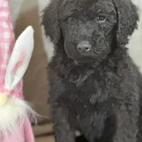 Whisper , a female Labradoodle and Poodle - Standard  for sale in Lakeland, FL – Photo 2 of 10