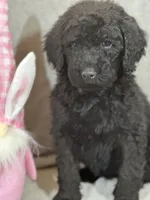 Whisper , a female Labradoodle for sale in Lakeland, FL – Photo 2 of 10