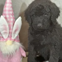 Whisper , a female Labradoodle and Poodle - Standard  for sale in Lakeland, FL – Photo 5 of 10