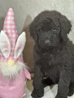 Whisper , a female Labradoodle for sale in Lakeland, FL – Photo 5 of 10