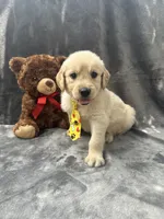 Sammy - 191, a male Golden Retriever for sale in Lakeland, FL – 9 of 10