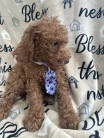 Ralph - 122, a male Labradoodle and Poodle - Standard  for sale in Lakeland, FL – 8 of 10
