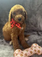 Daisy 394, a female Goldendoodle and Poodle - Miniature  for sale in Lakeland, FL – 8 of 10