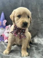 Buttercup-196, a female Golden Retriever for sale in Lakeland, FL – 8 of 10