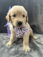 Sara  -193, a female Golden Retriever for sale in Lakeland, FL – 7 of 10